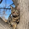 becksthekitty