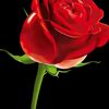 محمدمحمد29562