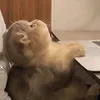 hiimatchalattee