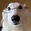 毛皮のような猛禽類