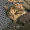 adysonshadow