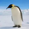 penguinplants