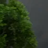 774747479393o3