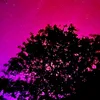 pixy395