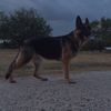 k9gretta