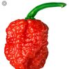 carolina_reaper_pepper