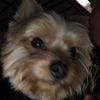thelittleyorkie5