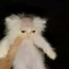 peekapoo.pie