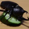bug_dweller
