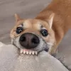 cavangboitrentroi