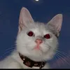 _rijal2209