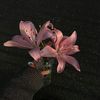llisx4