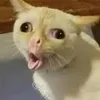 00338833...44