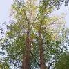 dattakriyayoga.vn