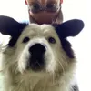 meinhundbuzz