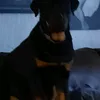 bigdaveie