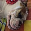 panchabulldog