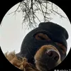 official_evader