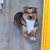 juliadoggo