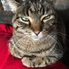catladyham1