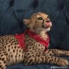 Norah 🐆♥️