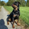 dereinerottweiler.kral
