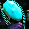 dilerious_shakez