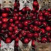 cherry.lover666