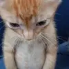 you_need_cat