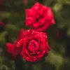 fatimameer02