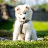 brumlethesamoyed