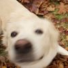 njyawn