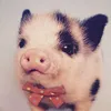 desertpig
