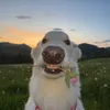 imadawgbro