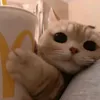 rzlnnrys