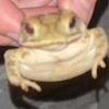 erlinda