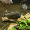 rustysquirrel