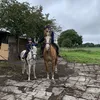 ponies.horses_9