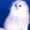 tat.kryazhewayandex.ru