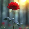 rebwarkurdish7
