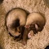 burnedrats