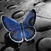 butterfly_2607