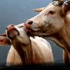 welcometo_cow_kisses.com