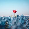 nature_creations7564