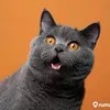 user1296705610720