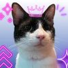 soulfabby_y_sus_gatos