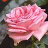 rubypaudel128