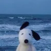 catsinmytv_999