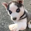 florinilie83