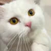 subesu_10